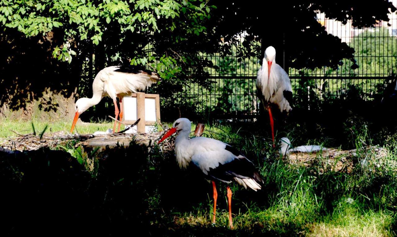 布达佩斯岛上旅馆旅舍 外观 照片 White storks